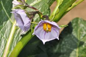Image result for Solanum macrocarpon