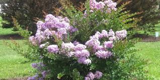 Skip richter, travis county extension horticulturist jerry parsons, professor and extension horticulture specialist, texas cooperative extension fanick's garden center, san antonio, tx 78220. New Smaller Crape Myrtles Suit Today S Landscapes