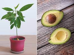 How To Grow An Avocado Tree At Home In 2021 Grow Avocado Avocado Tree Growing An Avocado Tree