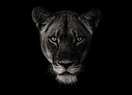 Black And White Lion And Lioness Pictures Lioness Portrait Lioness Tattoo Lioness Animals Black And White