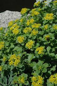 Russian Stonecrop Sedum Kamtschaticum At Dutch Growers Garden Centre Low Water Gardening Herbaceous Perennials Plants