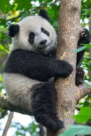 Giant Panda Photos Panda Bear Cute Baby Animals Baby Panda Bears