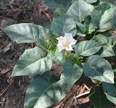 Image result for Datura inoxia