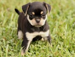 As with any breed of puppy, the jug should be well socialized, trained and loved in order for it to grow. Pug And Jack Russell Terrier Jug Could Archie Be A Jug He Has The Same Coloring Baby Pugs Pug Breed Pug Mixed Breeds