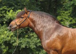 Syndrome Metabolique Equin Sme Symptomes Causes Et Traitements