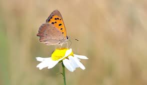 Maybe you would like to learn more about one of these? Cute Yellow Butterfly And Flower Wallpaper 1920p Loud Wallpapers