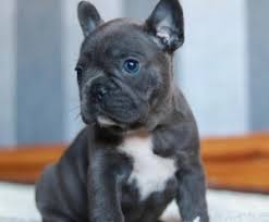 Potty trained franchise for sale 1 year healthy guarantee shots & papers. Blur French Bulldogs 2 Boys 1 Girl Durban Free Classifieds In South Africa