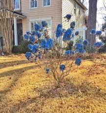 Read the plant tag carefully. Blue Hydrangeas All Winter Southern Living