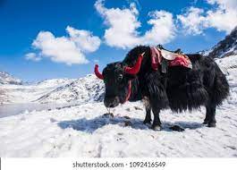 Yak wikipedia from upload.wikimedia.org yaks are heavily built animals with bulky frames, sturdy legs nikolay przhevalsky named the wild variant bos mutus. Yak Tsomgo Lake Sikkim India Stock Photo Edit Now 1092416549