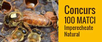 La inceputul secolului xx, familiile de albine din zona marii britanii au fost decimate de acarianul traheal (acarapis woodi). Apicultura De La Pasiune La Profesie Blogul Apiexpert