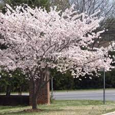 Yoshino Cherry Trees In 2021 Flowering Cherry Tree Yoshino Cherry Yoshino Cherry Tree
