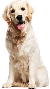 Golden Retriever Images Puppy Dog Golden Retriever White Retriever Retriever Puppy