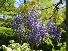 Maybe you would like to learn more about one of these? Blauregen Wisteria Floribunda Baumschule Horstmann