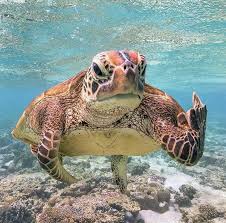 This Little Legend Protesting All The Ignoramuses Still Using Single Use Plastic Bags Sipping From Plastic Straws And Buyin Animals Cute Animals Cute Turtles