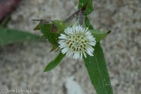 Image result for Eclipta