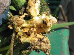 Could be a pollination problem. Squash Vine Borer