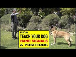 how to teach hand signals and positions to your dog dog