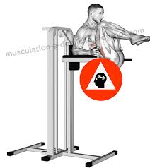 Pourtant, la chaise romaine est un appareil de musculation idéal pour développer le haut du corps tout en gardant une position de sécurité, notamment pour le dos. Pin On Exercices De Musculation