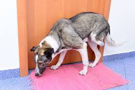 It might be possible that the dogs tend to. Foot Or Toe Cancer In Dogs Symptoms Causes Diagnosis Treatment Recovery Management Cost