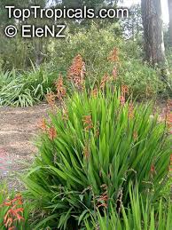 Image result for Chasmanthera