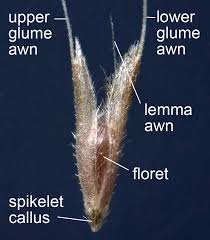 Image result for Polypogon