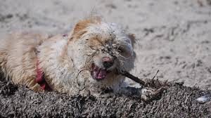 Wir sammeln bis zu 217 anzeigen von hunderten kleinanzeigen portalen für dich! Hunde Und Welpen In Not Vermittelt Hundeliebe Grenzenlos E V