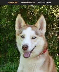 Maybe you would like to learn more about one of these? Siberian Husky For Adoption In Monroe North Carolina Rescue Me Siberian Husky Husky Siberian Husky Puppies