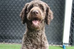 We want to be your dog's home away from home, and we invite you to experience the. Meet Our Guests Wagging Tails Pet Resort
