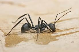 carpenter ant wikipedia