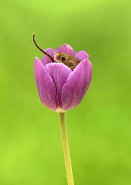 Its diet is very varied and includes young plants, seeds, caterpillars, centipedes, snails, etc… the field mouse is a small rodent very similar to the mouse. Photographer Tiptoes Through The Tulips To Photograph Mice 20 Pics Bored Panda