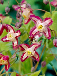 Epimedium Rubrum Garten Elfenblume Epimedium Elfenblume Bodendecker Und Bodendecker Schatten