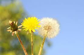 A Dandelion S Natural Cycle Causes Chaos And Confusion On The Internet Dandelion Different Plants Dandelion Yellow