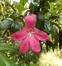Wild Orchid Spotted In The Preoperty Of Club Mahindra Kodagu Valley Coorg Wild Orchid Orchids Flowers