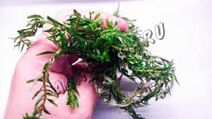 Image result for Rotala fontinalis