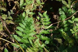 Image result for Berula erecta