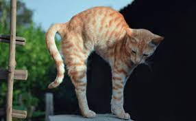 Why Are Cats So Flexible Catwiki