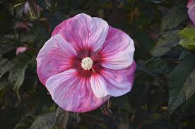 This hardy hibiscus attracts hummingbirds and acts as a great focal point for the mid how to grow hardy hibiscus seeds. Hibiscus Hybrid Summerific Evening Rose Rose Mallow Pleasant View Gardens