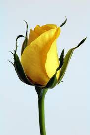 Free Stock Photo Of Yellow Rose Yellow Rose Flower Yellow Roses Rose Buds