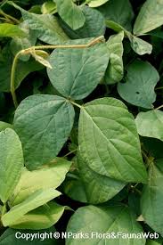 Image result for Centrosema pubescens