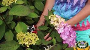 Jul 16, 2021 · bring a pot of water to a boil, then remove from heat. The Proper Way To Cut Hydrangeas For Bouquets And Arrangements Youtube