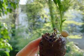 Want more smart tutorials for getting things done around the home? Growing Your Own Food Is Your Growing Media Vegan Sustainable The Vegan Monster