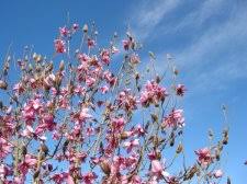 Image result for Magnolia sargentiana