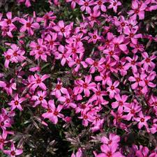 Dieser artikel ist leider momentan nicht mehr. Stauden Stade Versand Shop Phlox Subulata Scarlet Flame Polster Phlox Teppich Phlox Hier Bestellen