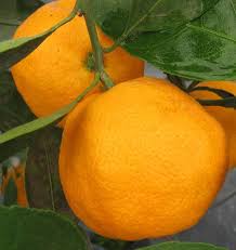 Satsumas are known for their ease of peel removal and their virtual absence of albedo, that fleshy white layer that comes between peel and pulp in many. Satsuma La Early