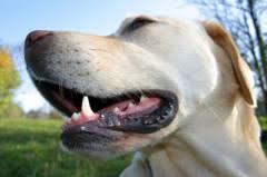 Breeds with a dark pigment of their mouth and tongue are more at risk of this type of cancer. Canine Oral Melanoma Pet Health Insurance Tips