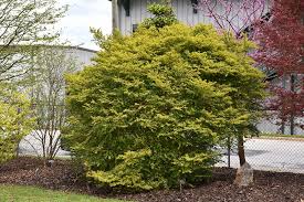 Image result for Ligustrum sinense