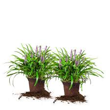 Only one was spared, and 2 that i bought at lowes are also fine. 1 Royal Purple Liriope Shrub 2 Pack Thd00055 The Home Depot