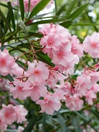 Image result for Nerium oleander
