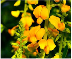 Image result for Crotalaria spectabilis