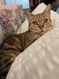 ‪Cat & Kitten Adoption NSW | RSPCA NSW‬‏